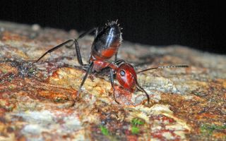 A minor worker of Colobopsis explodens raises its posterior in a defensive pose.