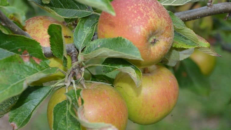 harvesting apples