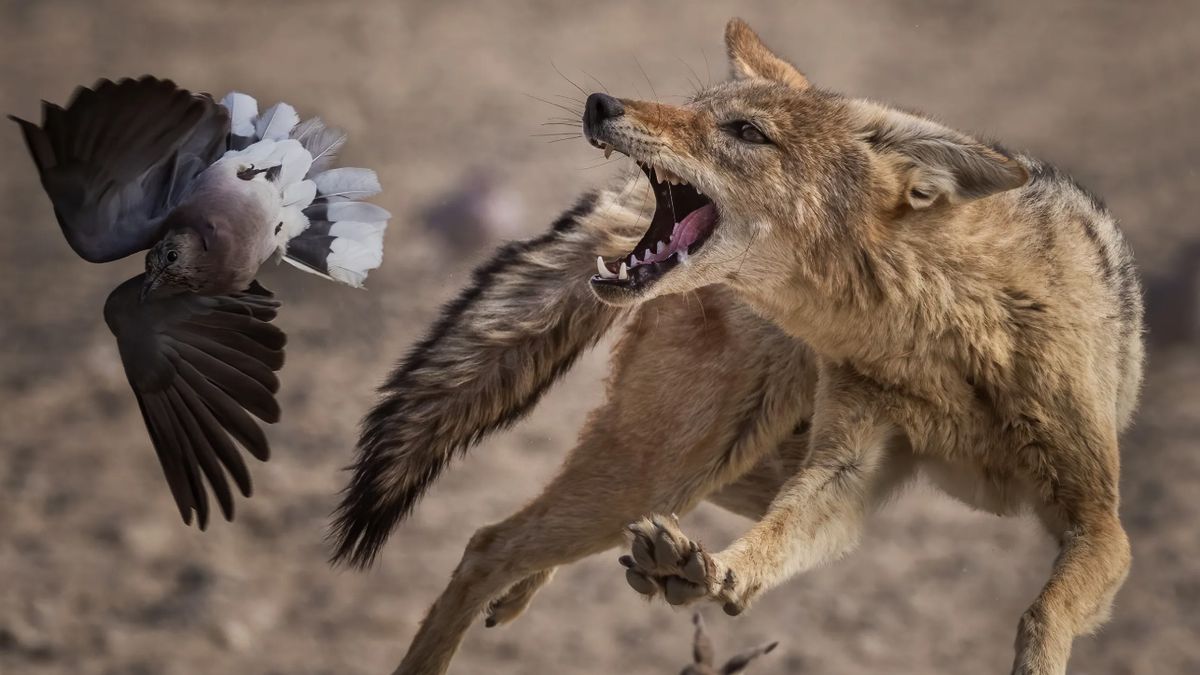 The Wildlife Photographer of the Year 2025 awards were dominated by one pro camera – and it isn’t the one you might expect