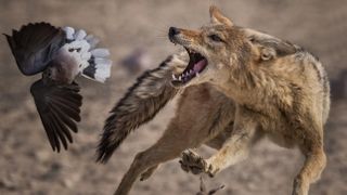 An action shot of a fox pursuing a bird, captured using a fast shutter speed