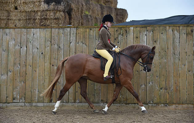 Northlight Coppellia and Tori Thomas Horse No 68; Champion in Junior M&amp;amp;M Championship and 1st in the Junior M&amp;amp;M Welsh B (Class 49) during The Showing Register Spring Show at Onley EC near Rugby in Warwickshire, UK on 2nd May 2016