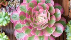 'Pink Witch' aeonium succulent