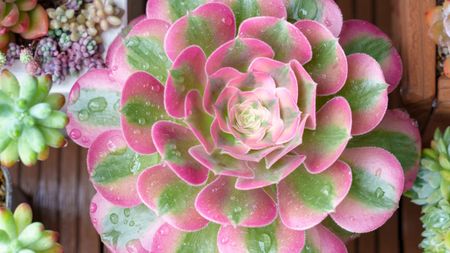 'Pink Witch' aeonium succulent