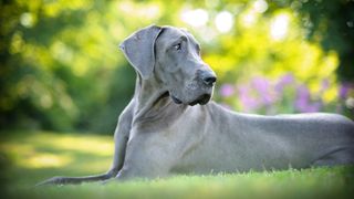 Great Dane lying on grass