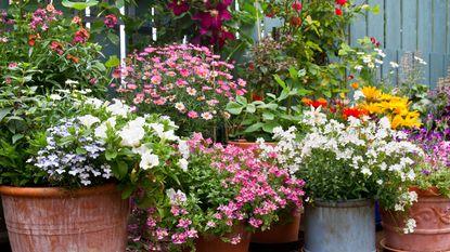 containers of flowers blooming in backyard