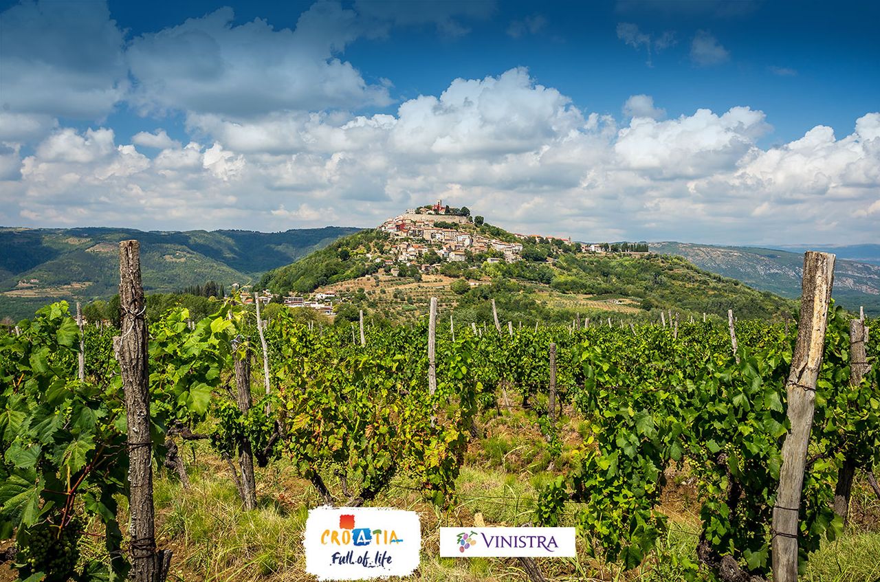 Motovun Village with an old vineyard of Teran vines.