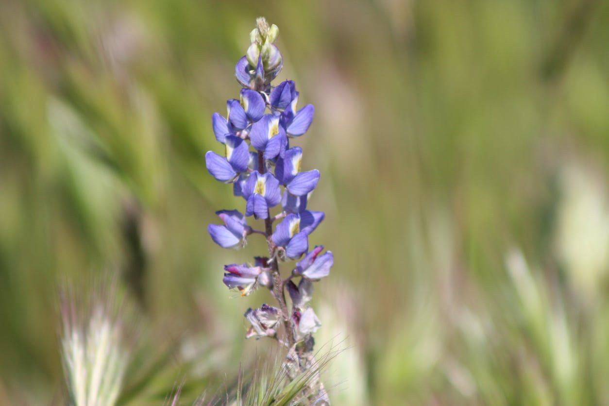 desert lupine