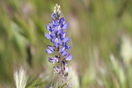 desert lupine