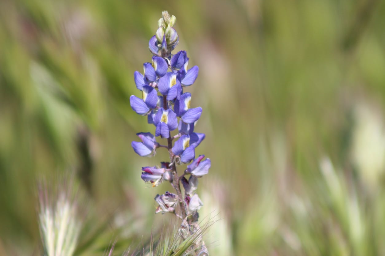 Growing Desert Lupines: Desert Lupine Information And Care | Gardening Know  How