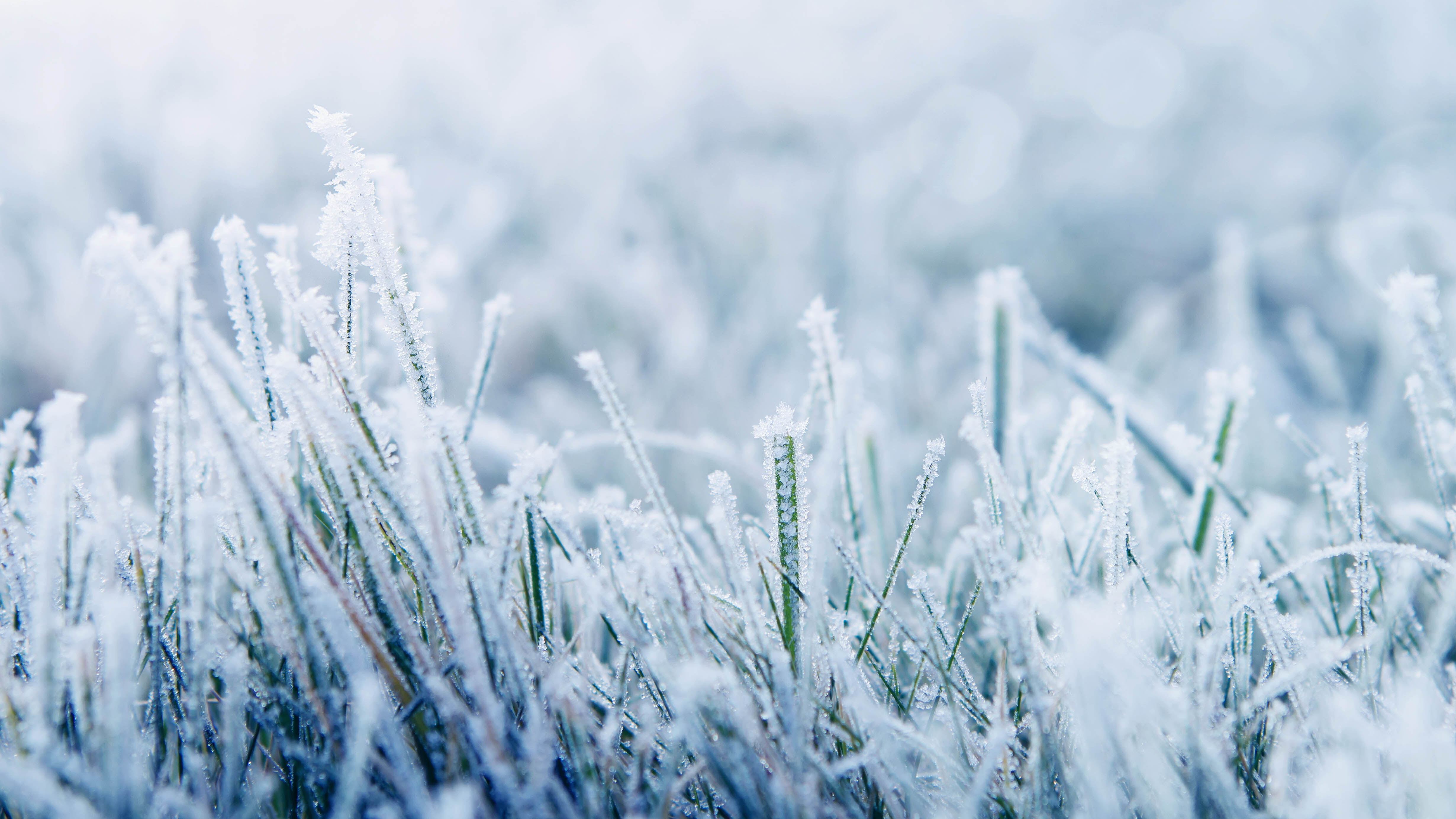 Frozen grass