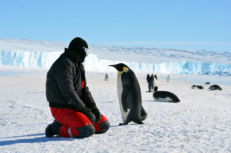 An emperor penguin and its chick waddle past a tourist near Russia's Progress Station in Antarctica. (Image credit: Shutterstock)