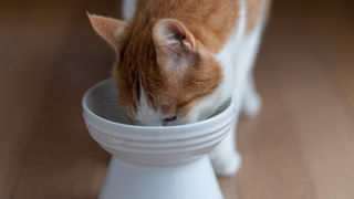 Cat eating from one of the best anti-vomit bowls for cats