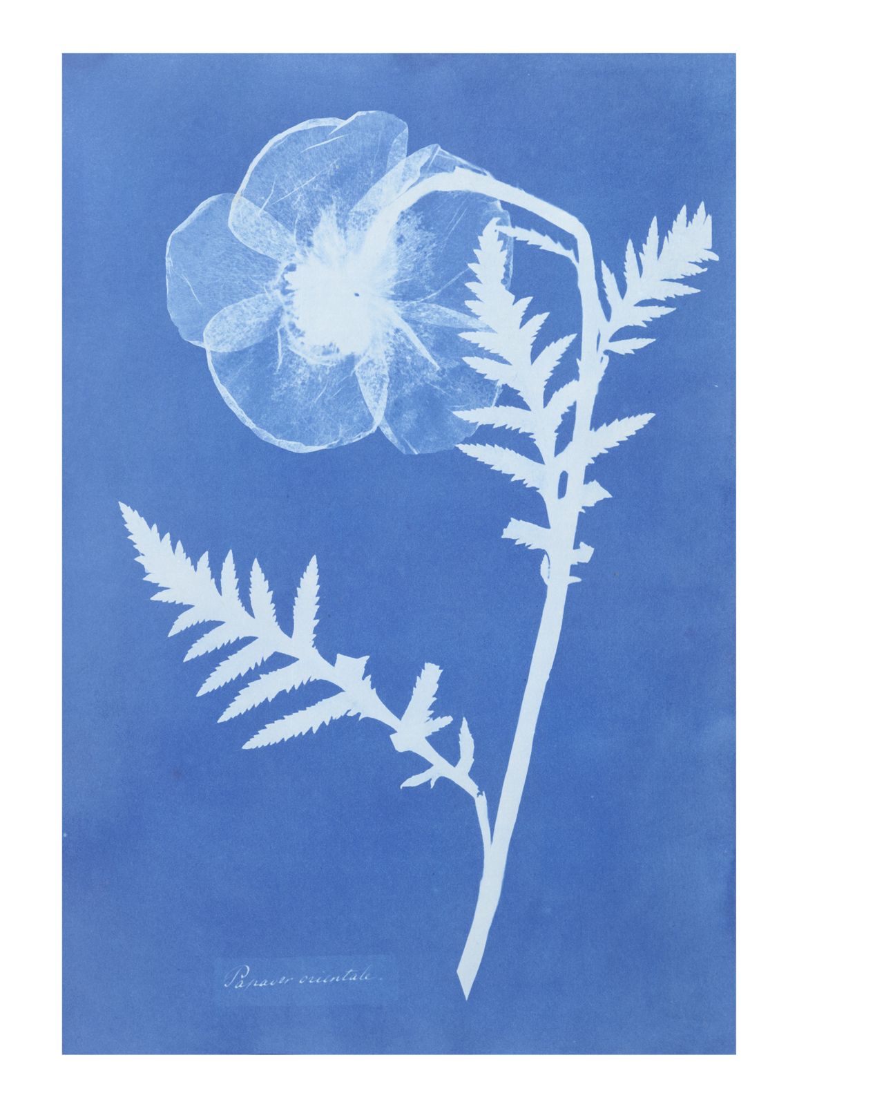 Cyanotype of poppy by Anna Atkins, 1852-4 &copy; Victoria and Albert Museum