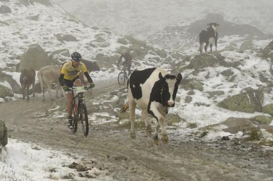 Snow fall on the top of the climb meant the riders were joined by cattle on the bike trail.