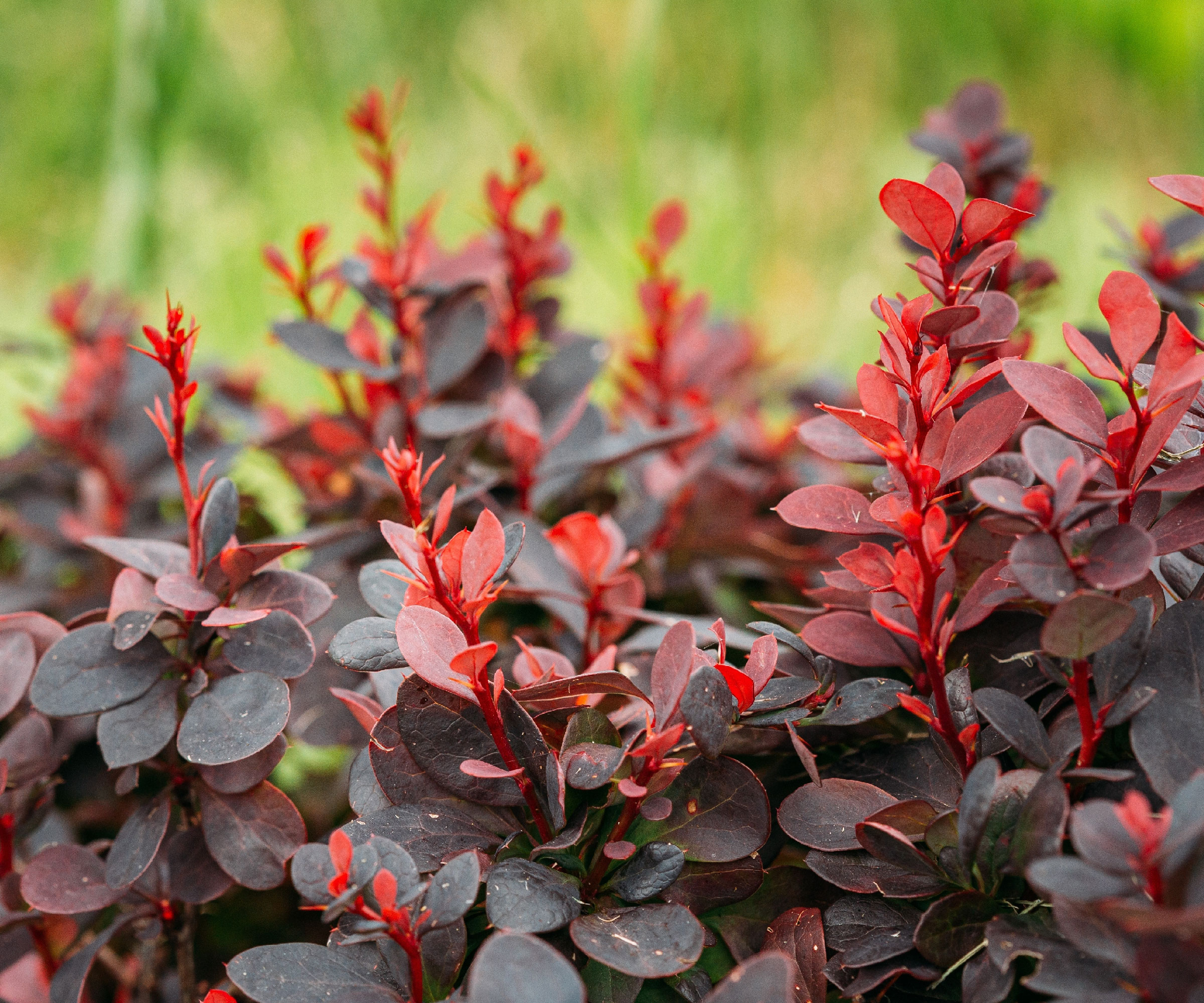 Japanese barberry showing black and red foliage