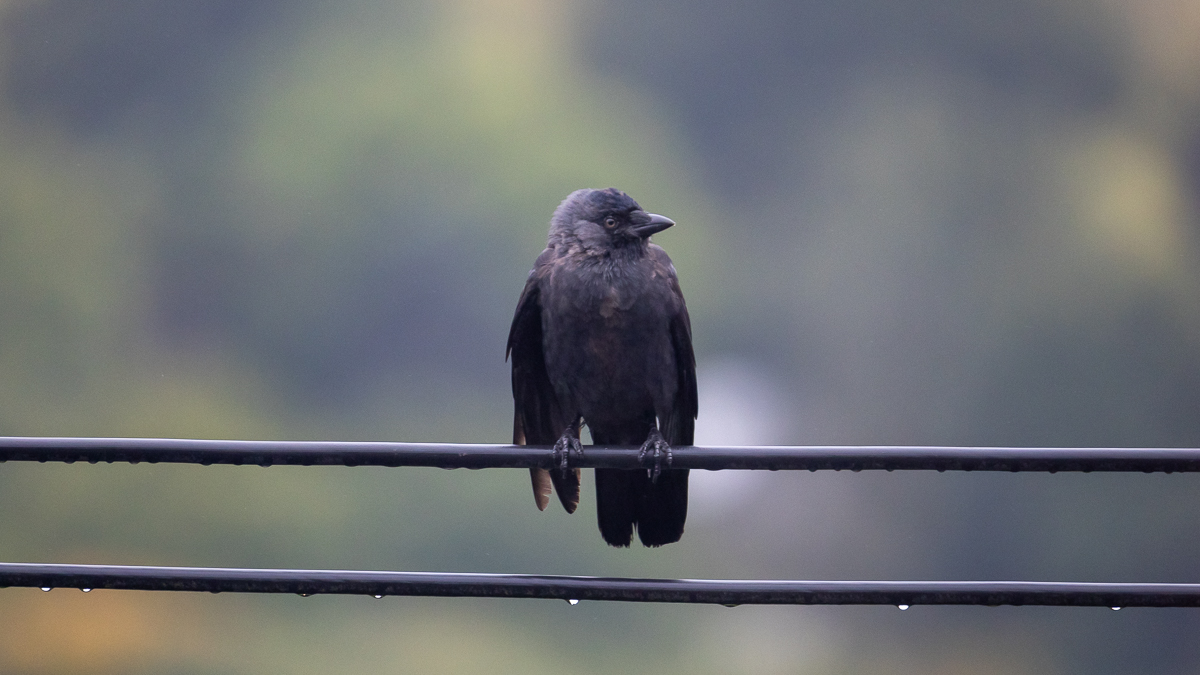 black bird on a telephone wire
