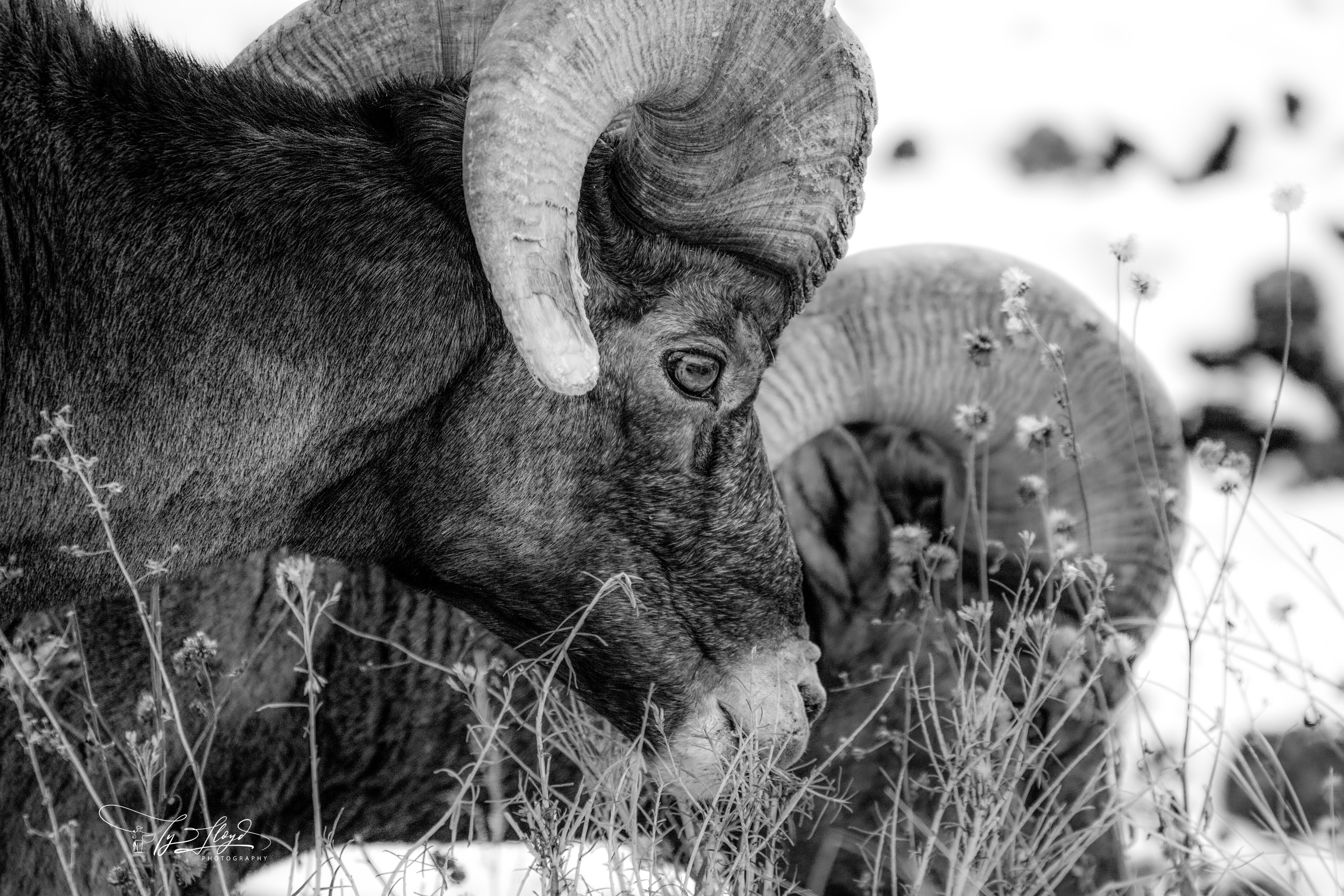 GuruShots - Nature March 2026