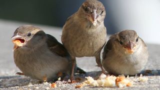 birds eating breadcrumbs