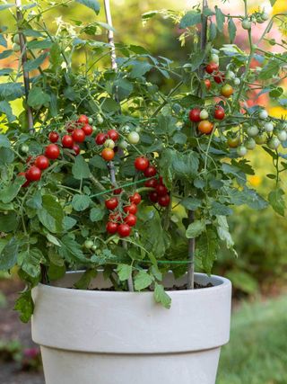Tomato, Sweetheart of the Patio Hybrid