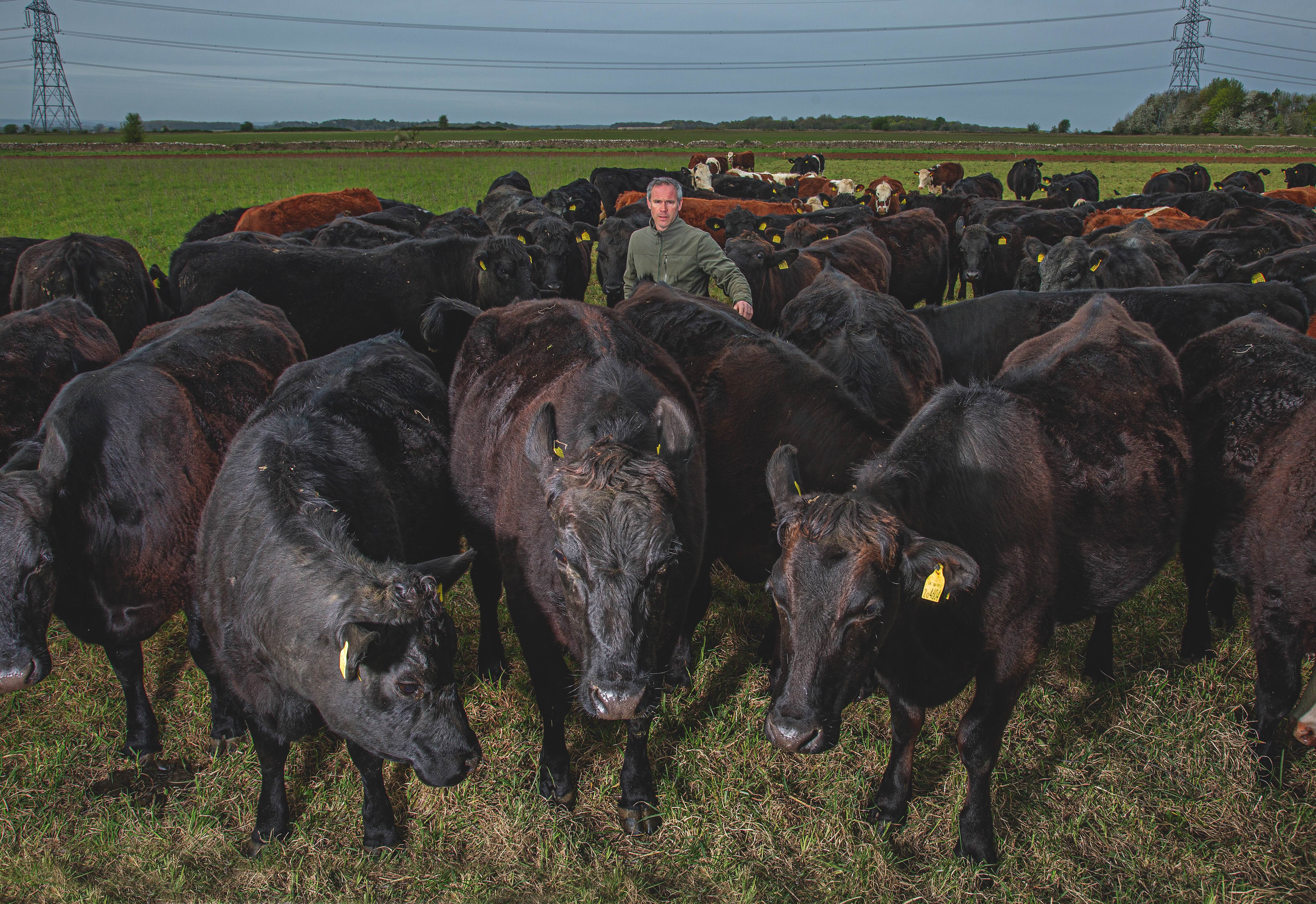 Regenerative Sam Phillips with his Aberdeen Angus Cross Hereford cows at Macaroni Farm at Eastleach in Gloucestershire.