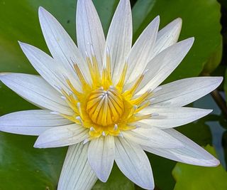 water lily in full bloom