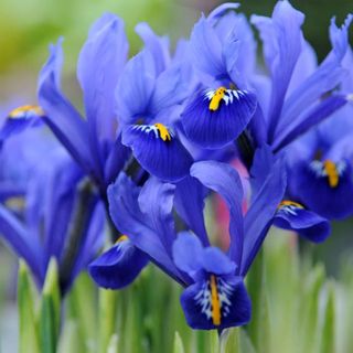 Royal blue crocus flower heads