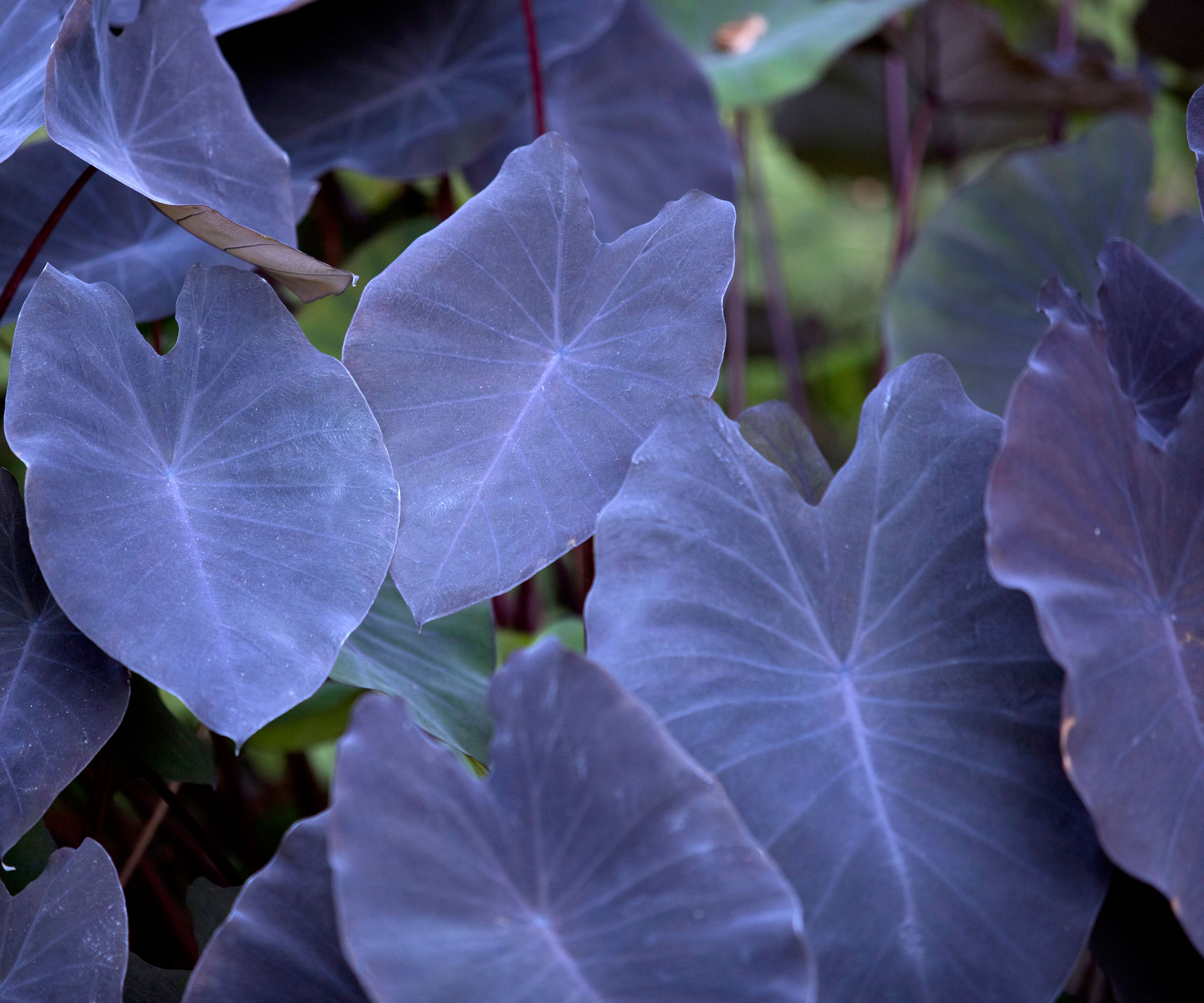 deep purple leaves of elephant ears Black Magic plant