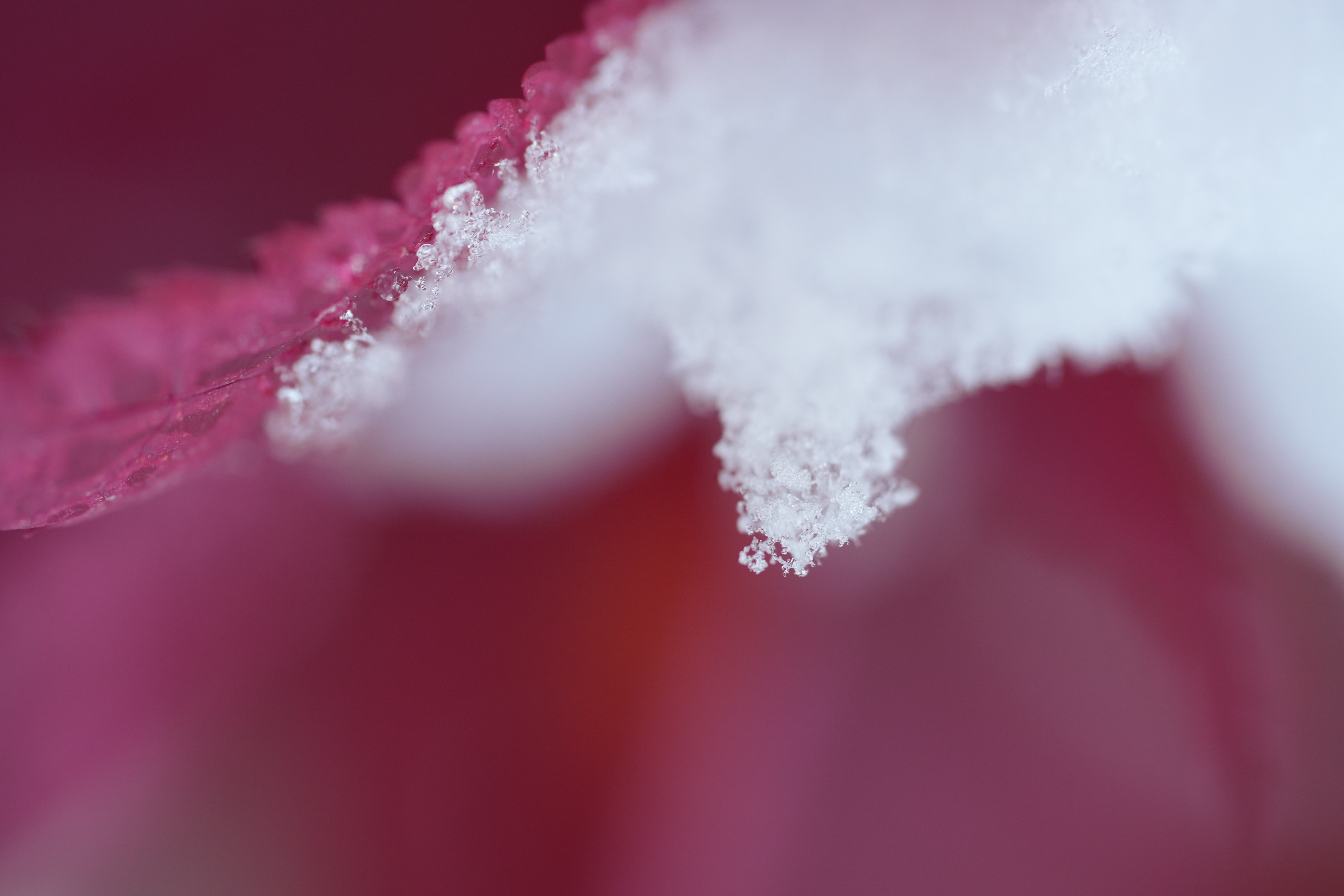 A snowy fall photograph taken with the Sony FE 100mm f/2.8 Macro GM OSS