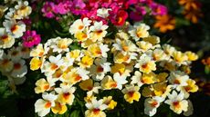 Yellow, red and pink Nemesia blooms
