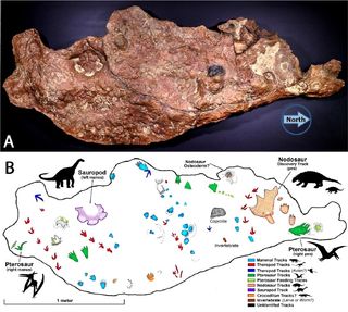 This photo (A) and illustrated map (B) show the entire slab and the tracks on it. Notice the diversity of animals that left trackways, including small theropods (red), mammals (blue) and pterosaurs (green).