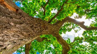 View from underneath oak tree