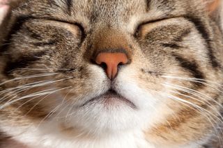 Domestic Cat, sleeping, portrait