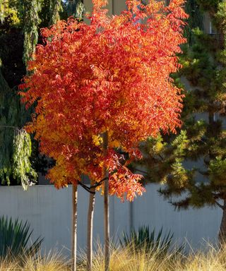 chinese red push tree in a yard