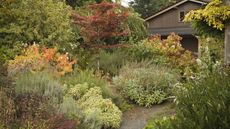 Trees and shrubs with autumn colour in a flower bed in front of a property