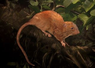 A new rat species, now called <em>Uromys vika</em>, was discovered in the Solomon Islands.