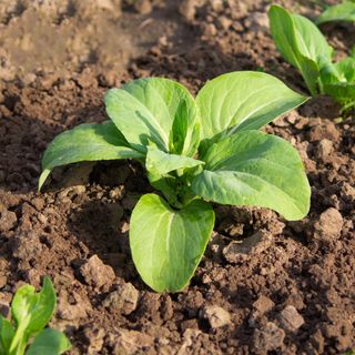 Pak choi plant growing in ground