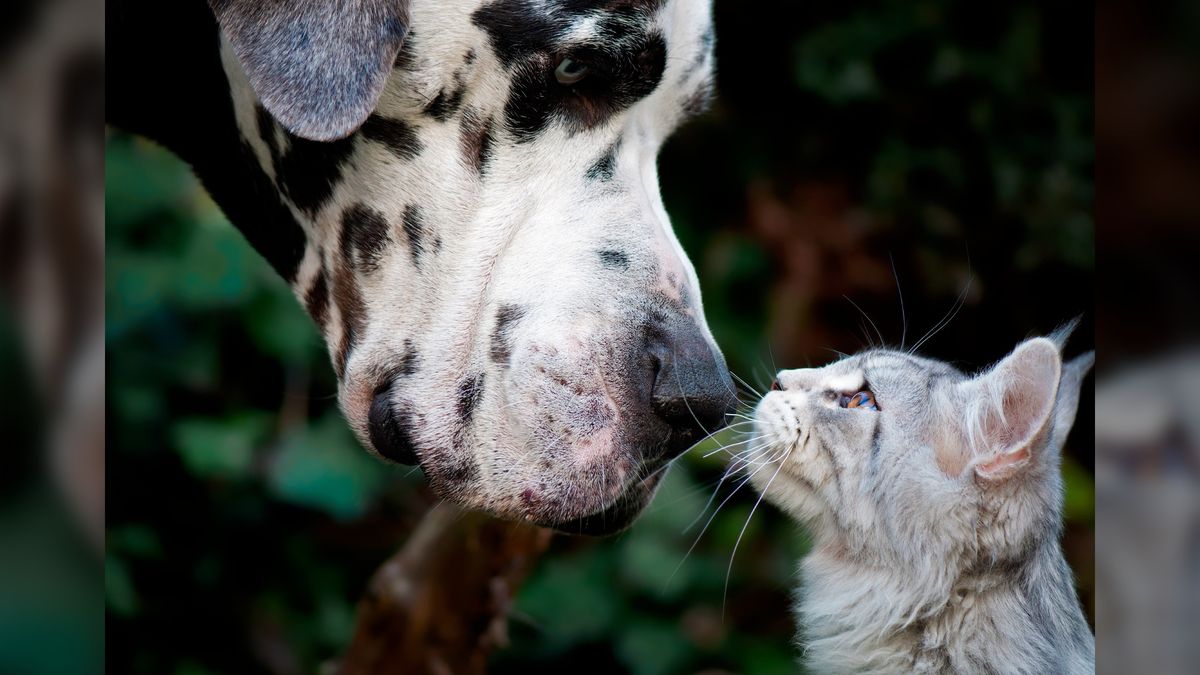 Os gatos são mais espertos ou os cães?