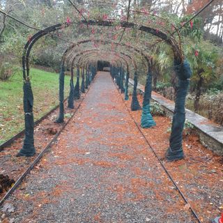 Fuchsia arch wrapped in hessian frost protection at Penrhyn Castle and Gardens in Wales