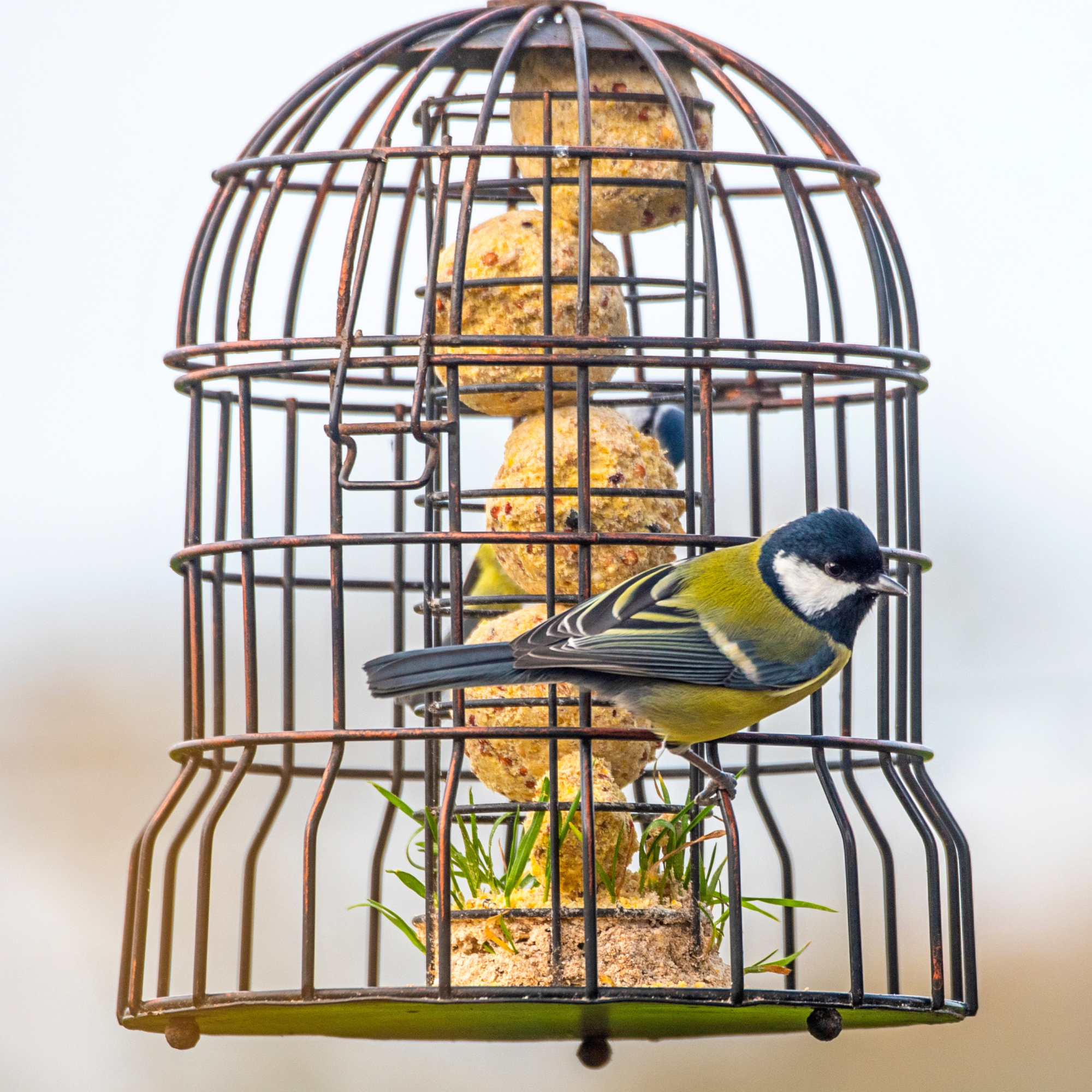 Great tit (Parus major) garden bird perched on a garden suet ball feeder.