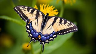 Tiger Swallowtail Butterfly (Papilio glaucus )