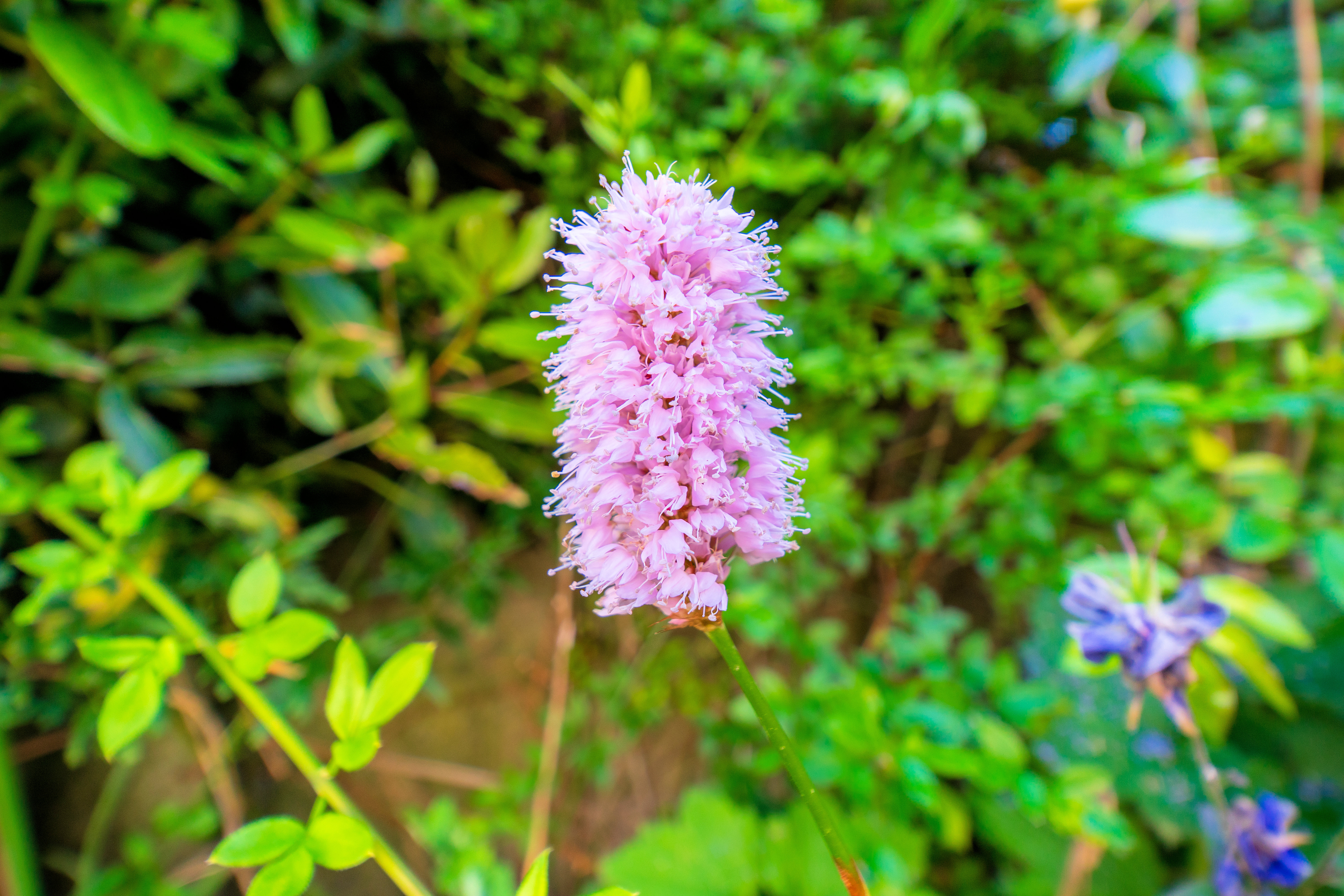 Laowa 15mm f/4.5 0.5x Macro example shot