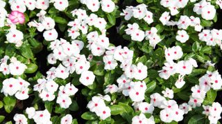 White Periwinkle flowers