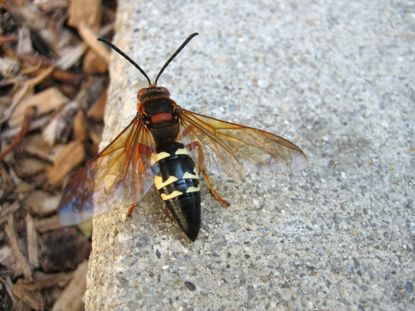 Cicada Killer Weed