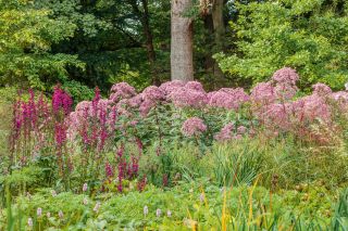 CHATSWORTH, DERBYSHIRE: DESIGN TOM STUART-SMITH: ARCADIA, WOODLAND, SHADE, SHADY, SEPTEMBER, LOBELIA AND EUPATORIUM