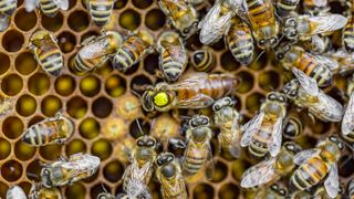 A closeup of honeybee workers and a queen sitting on honeycomb.