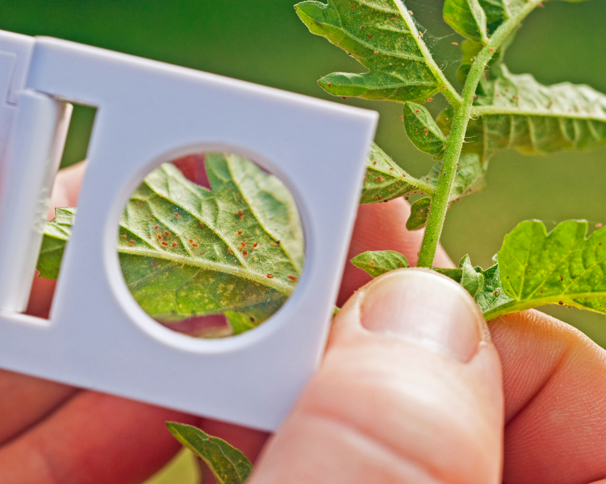 Scouting for spider mite (Tetranychus Urticae) on tomato leaves.