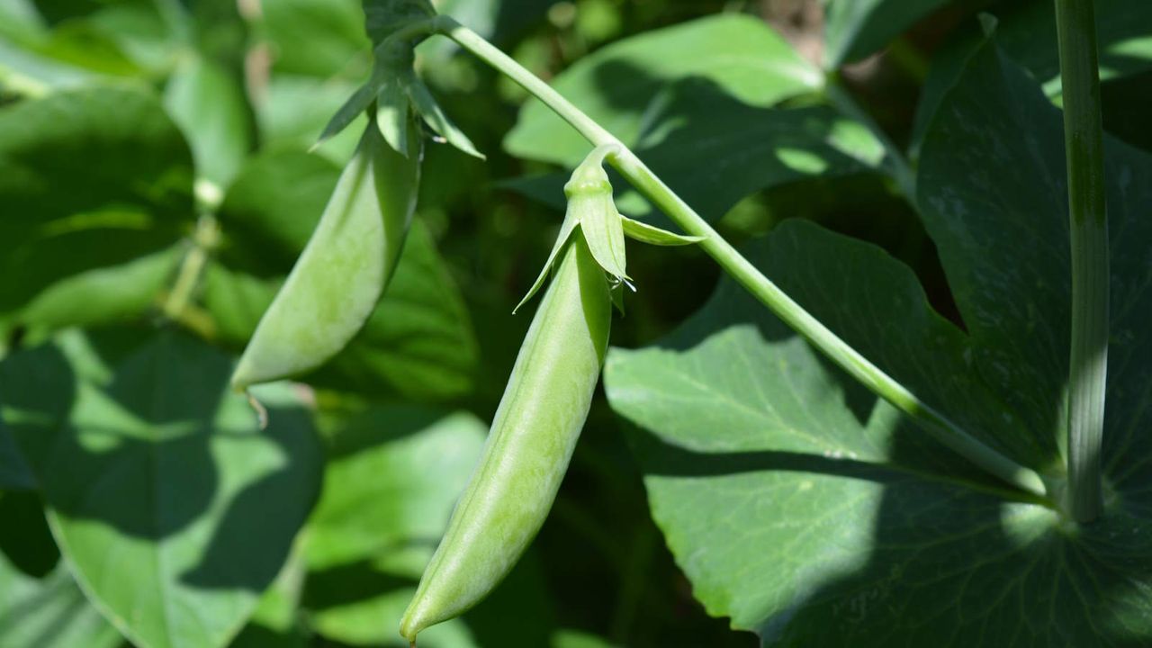 Sugar snap peas growing on the vine in the vegetable garden