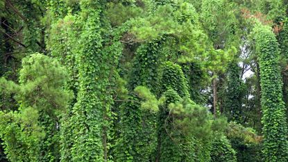 Kudzu vine climbing over other trees and shrubs