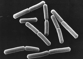 Bacillus subtilis bacteria as seen in a scanning electron micrograph.