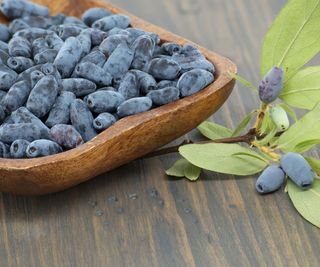 honeyberries harvested in wooden bowl